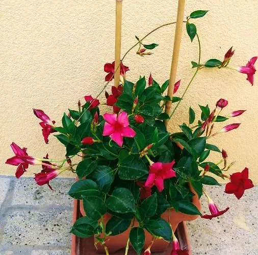 Pensionat Dadic Malinska